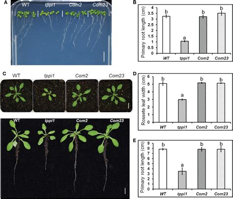 Frontiers The Arabidopsis Thaliana Trehalose 6 Phosphate Phosphatase