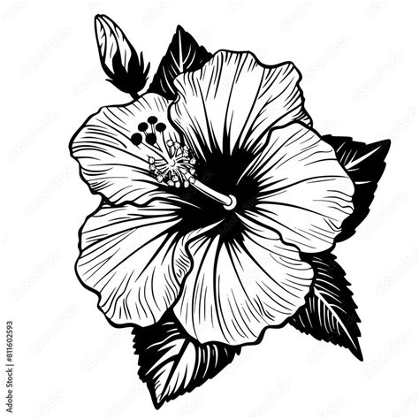 Flower Svg Hibiscus Svg Tropical Flower Svg Hawaiian Flower Svg