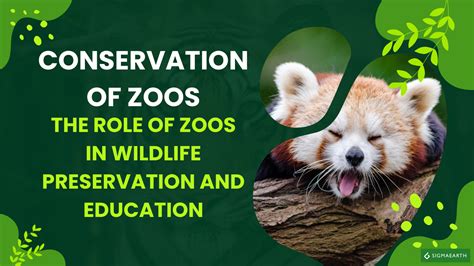 Conservation Of Zoos The Role Of Zoos In Wildlife Preservation And