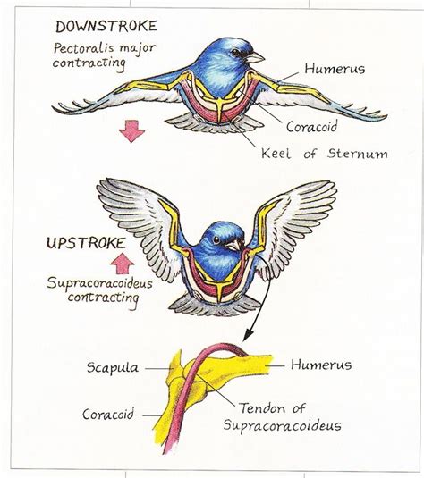 The Muscles That Cause Wings To Move Down And Up Are Highlighted In Red