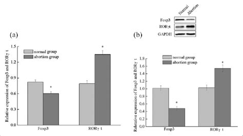 The Relative Levels Of Foxp And Ror T A Mrna And B Protein In