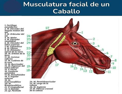 Musculatura Facial De Un Caballo Fraii Udocz