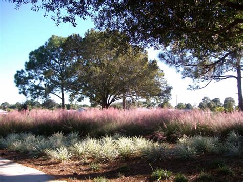 Muhlenbergia Capillaris And Cultivars Plantright