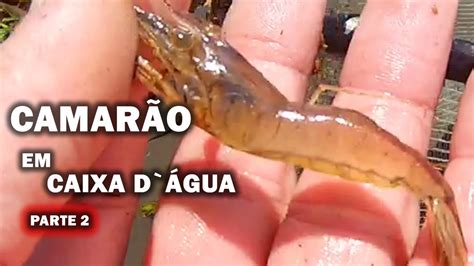 Cria O De Camar O Pitu Em Caixa D Gua Parte Canal Saalada Youtube