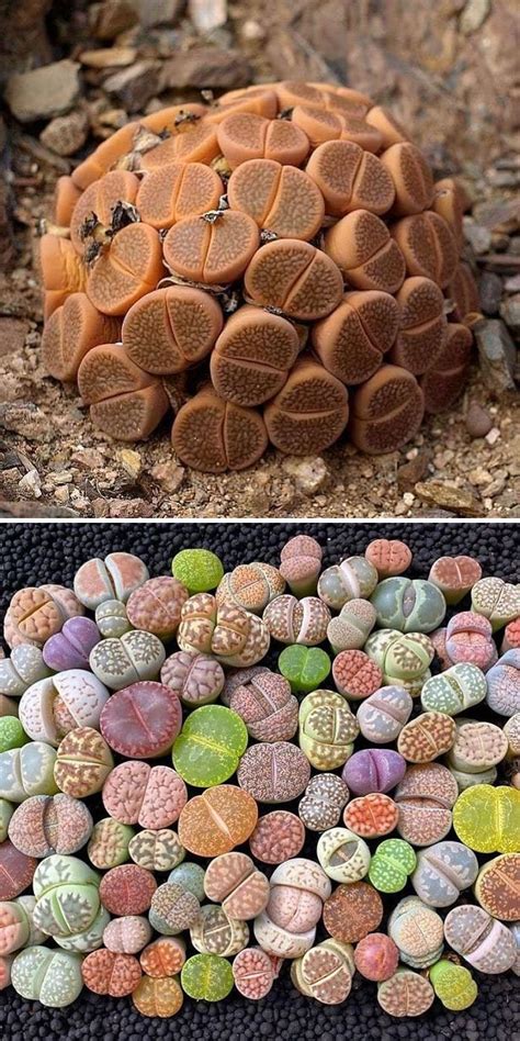 30 Types Of Succulents That Look Like Something Out Of This World Types Of Succulents