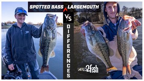 Spotted Bass Vs Largemouth Key Differences Youtube