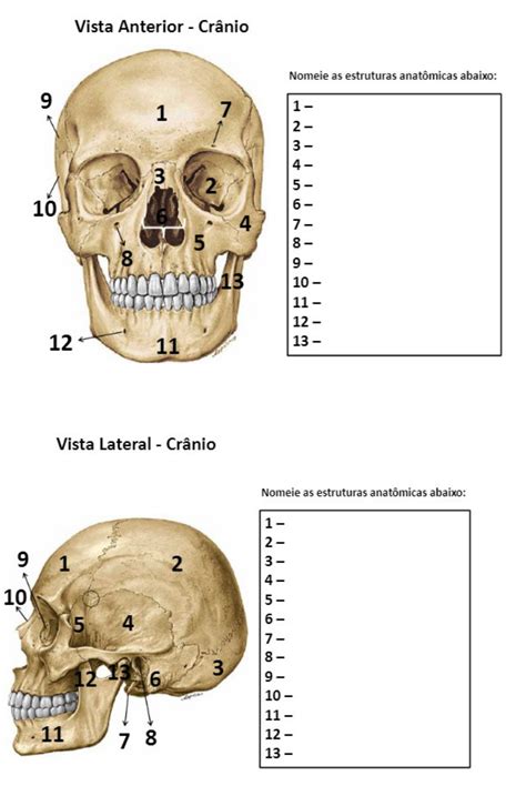 Exercicio Anatomia Ossos Anatomia Ossos Anatomia Ossos Hot Sex