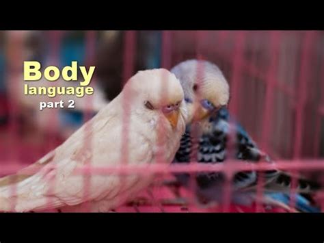 Budgie body language | part 2 - YouTube | Body language, Language, Body