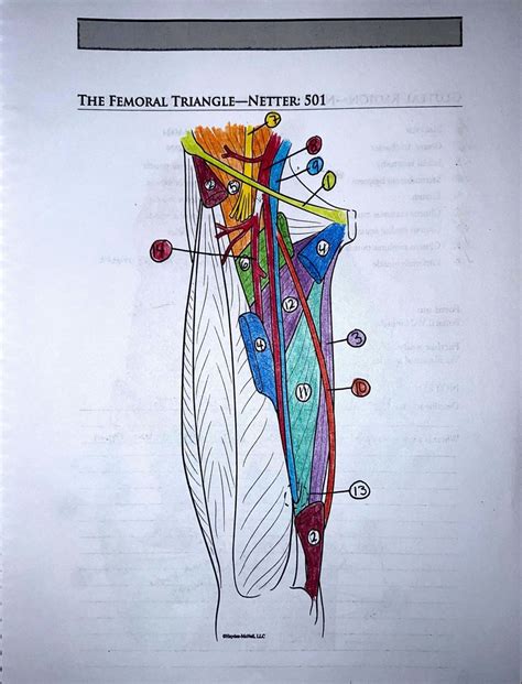 The Femoral Triangle Diagram Quizlet