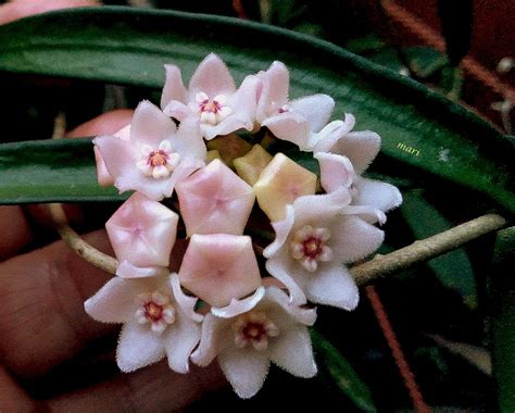 Hoya Longifolia Shepherdii Este Es El Nombre Aceptado Au Flickr