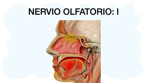 Origen Del Nervio Olfatorio