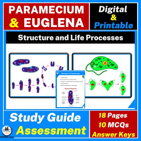 Steps Of Nutrition In Paramecium