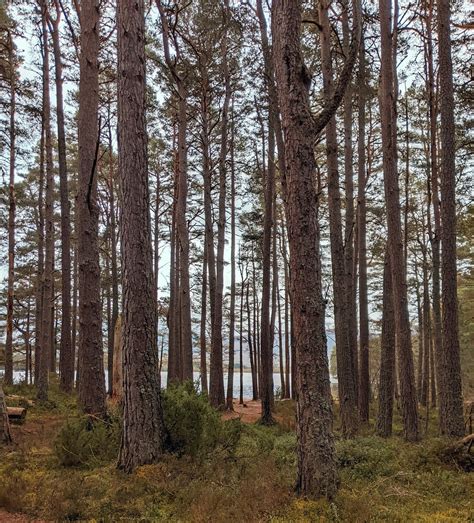 The Two Lochs Trail At Loch Garten April 2022 Alljengi Flickr