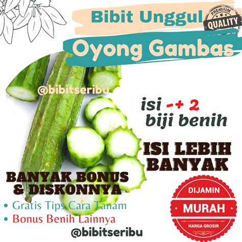 Jual Bibit Oyong Gambas Benih Sayuran Dan Buah Siap Tanam Lengkap Bisa