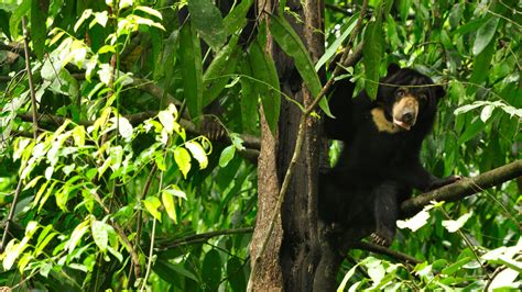 Sun Bear Wallpaper