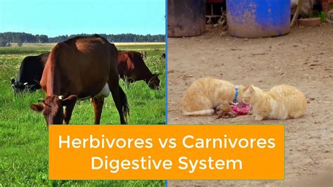 Herbivores Vs Carnivores Digestive System Alimentarycanal Youtube