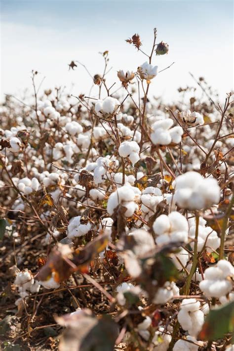 Cotton Plant Ready for Harvesting Stock Photo - Image of harvesting, ball: 173120074