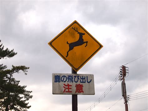 鹿の飛び出し注意！「鹿ゾーン整備着工」（奈良市） まいにち奈良づけ♪