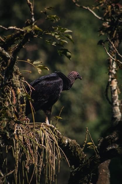 Un Buitre Salvaje De Brasil Foto Premium