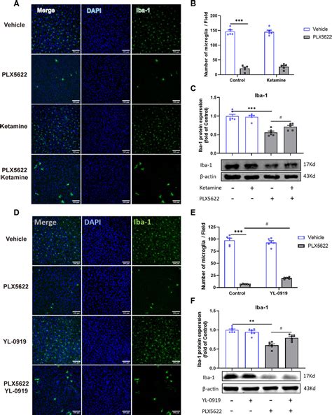 Frontiers Essential Role Of Microglia In The Fast Antidepressant