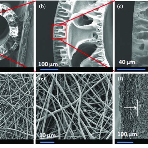 Fesem Images Of Cross Section Of Hollow Fiber Membrane A C Surface