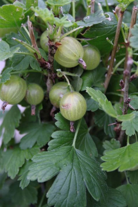 De Lekkerste Doornloze Kruisbessen Fruitbomen Net Blog Fruitbomen Net