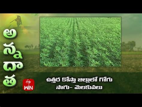 Mesta Farming Tips For North Coastal A P Etv Youtube