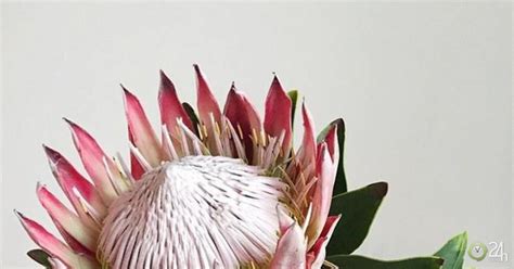 Nh Ng B Hoa Hot Trend Nh T D P Si U To Kh Ng L Hoa Nh P C Nh T V Nh