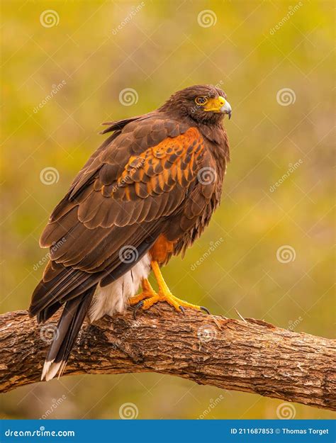 Handsome Harris Hawk Raptor Poses On Tree Limb In Texas Stock Image