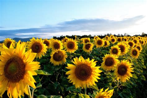 Sunflower Wallpapers 72 Images