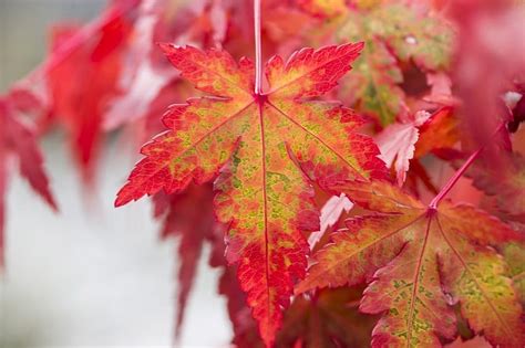 Cultivo Y Cuidados Del Arce Japon S