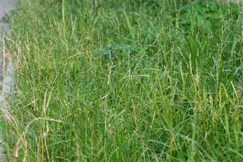 Perennial Ryegrass Pros And Cons Compared