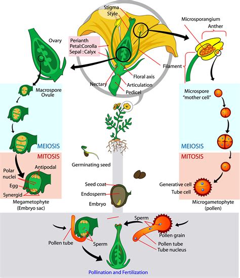 Plant Cell Division Meiosis Plant Cell Division And Cell Model | The Best Porn Website