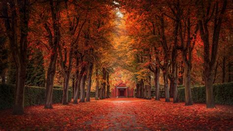 Fondos de pantalla luz de sol Árboles paisaje bosque otoño hojas