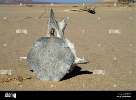 Whale Vertebra On The Beach Stock Photo Alamy