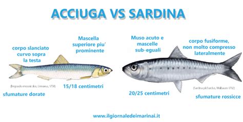 Sardina E Acciuga Le Differenza