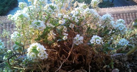 Biosfera Vegetal Aliso Mar Timo O Lobularia Lobularia Maritima L