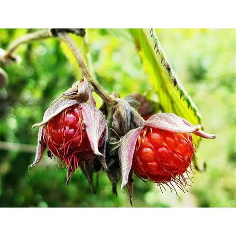 Gambar Pohon Buah Merah