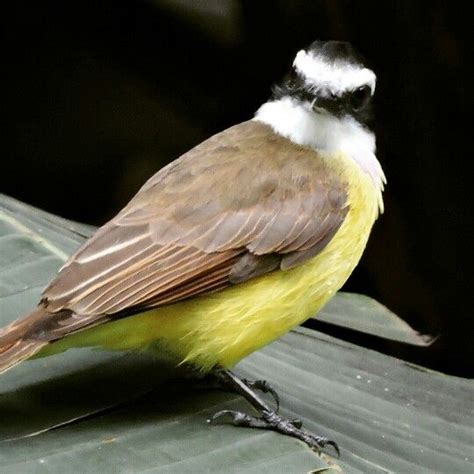 Aves Bem Te Vi Jardim Nico Jardim Botanico Nico Jardim