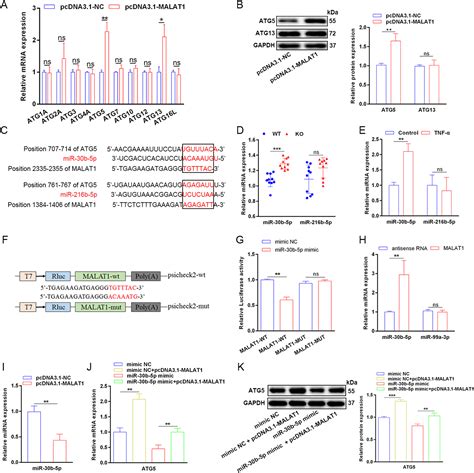 Lncrna Malat Suppresses Monocyte Endothelial Cell Interactions By