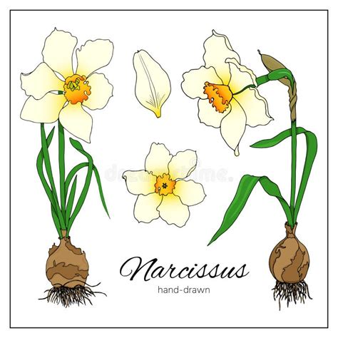 Set Of Daffodils Isolated On White Background Early Spring Garden