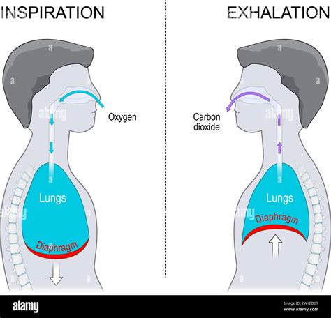 Respiration Nasale Banque Dimages Vectorielles Alamy