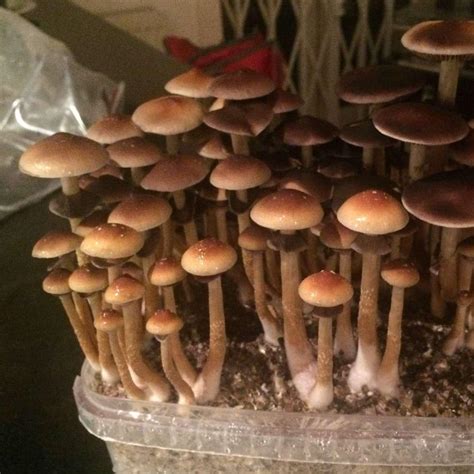 Identifying Magic Mushroom A Brief Guide