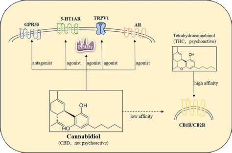 Molecular mechanisms of action of cannabidiol | Download Scientific Diagram