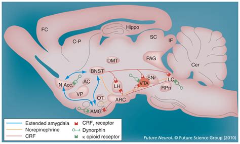 Recruitment Of Extended Amygdala Circuitry Regulating The Negative