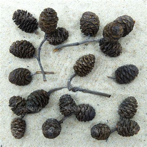 DECOTOP Alder Cones S – Шишки ольхи 15-20 мм, 20 шт. - DECOTOP.RU