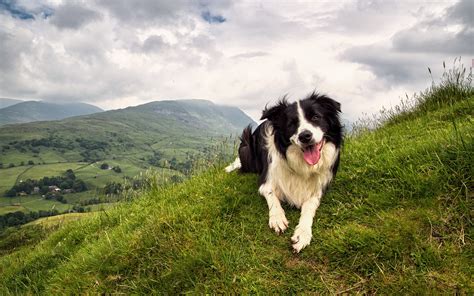 Border Collie wallpaper | 1920x1200 | #58109