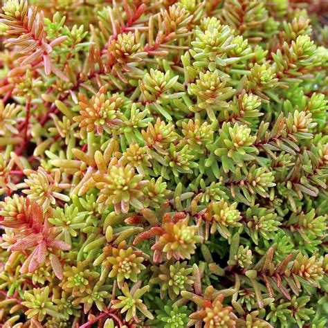 Sedum Japonicum Var Senanense Sedum Stonecrop