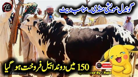 Lakh K Ma Soda Ho Gya Gondal Mandi Ky Munasib Rate Qurbani