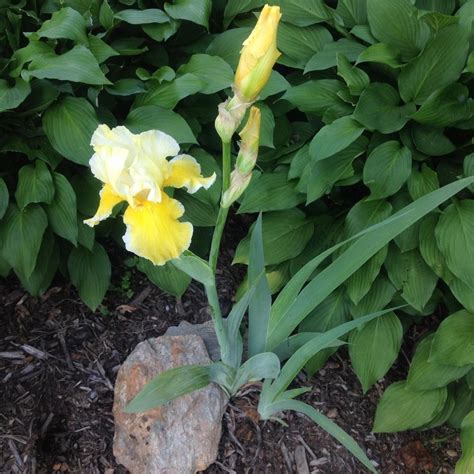 Photo Of The Entire Plant Of Tall Bearded Iris Iris Canary Delight